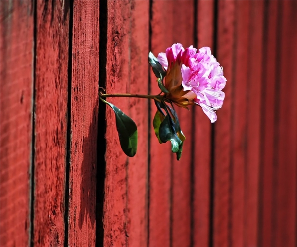 Giữa khe gỗ chật hẹp, một bông hoa xinh đẹp đang chào đón ánh nắng ban mai.